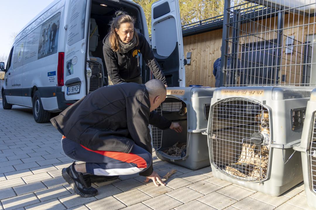 Die Tiere aus Odessa werden aus dem Transporter geladen.