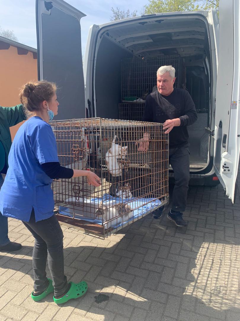 In Zusammenarbeit mit dem Verein „Dog Days Are Over“ (DDOA) konnten 24 polnische Katzen in das Tierheim Cottbus gebracht werden.