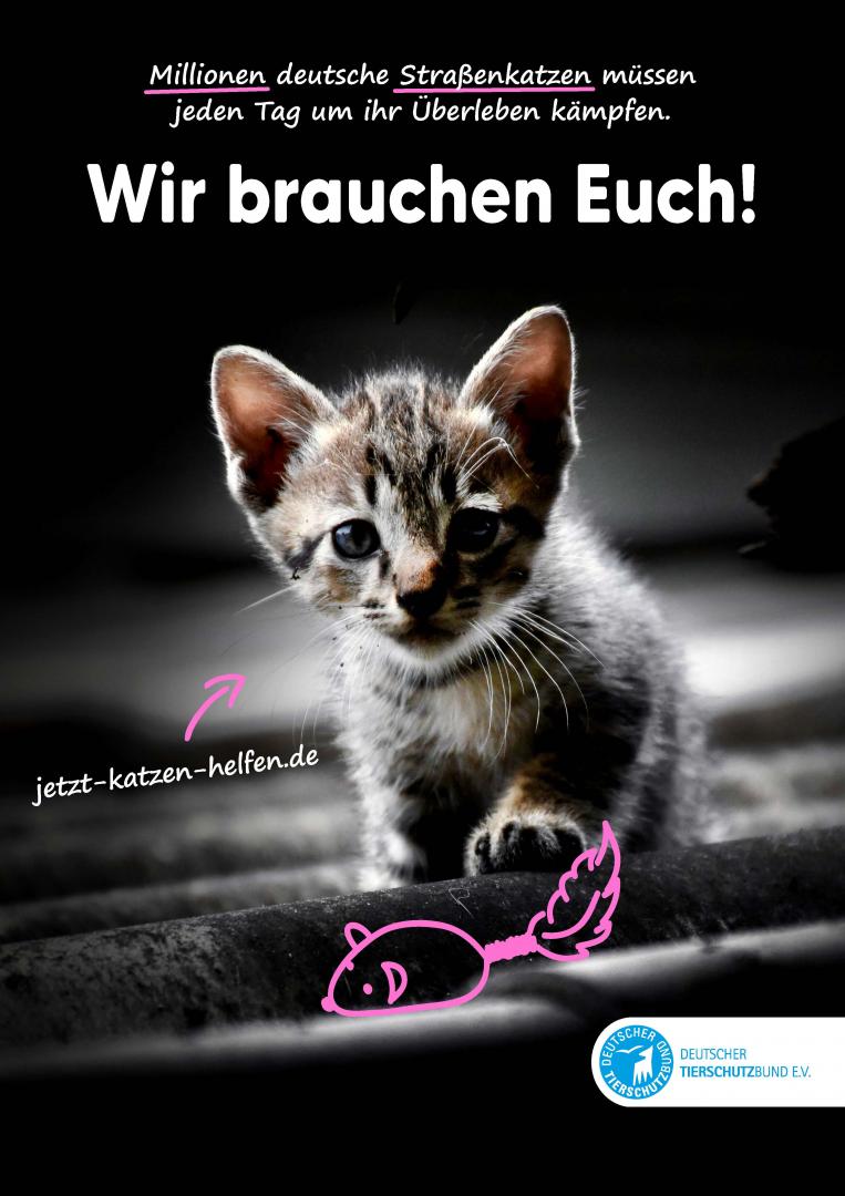 Motiv der neuen Kampagne „Jedes Katzenleben zählt“ des Deutschen Tierschutzbundes 
