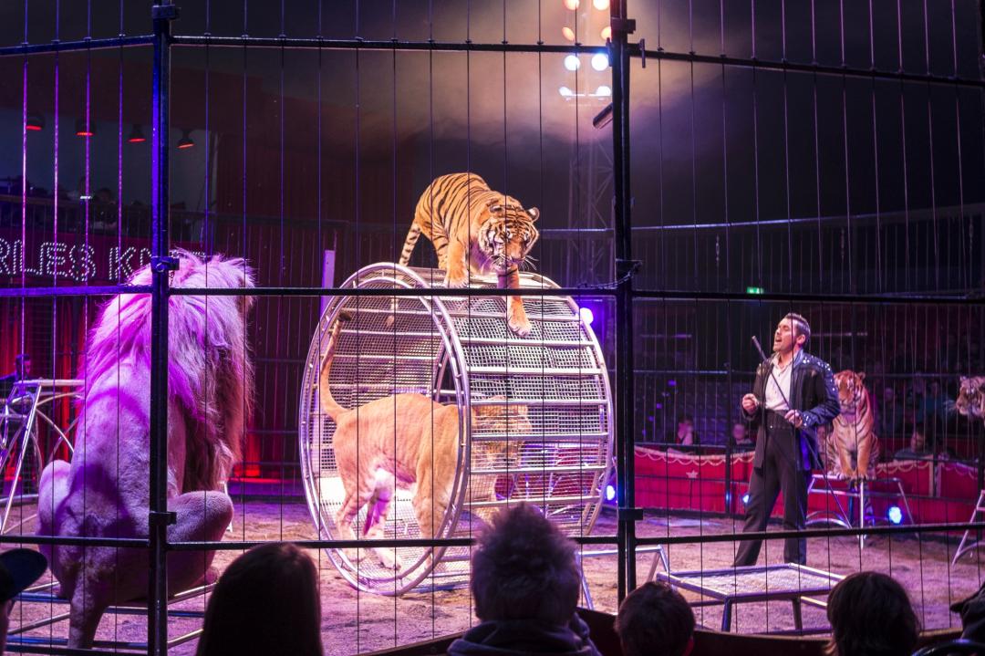 Auch Tiger und Löwen leiden im Zirkus. (C) Deutscher Tierschutzbund e.V. / M. Marten