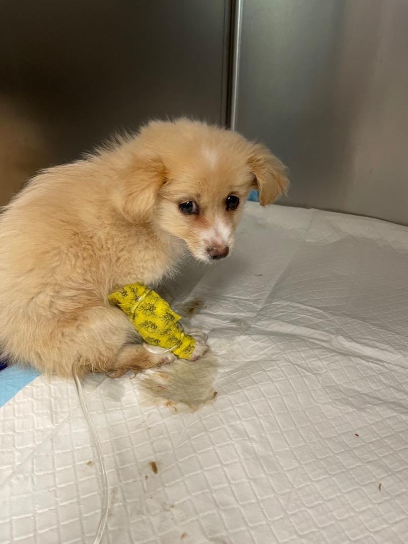 Die kleine Havaneserhündin „Yellow“, die Mitte April aus Rumänien geschmuggelt wurde, verstarb trotz mühevoller Pflege in einem Tierheim.