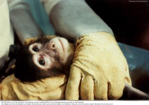 Leid von Affen in Tierversuchen endlich beenden – Deutscher Tierschutzbund ruft zur Unterstützung einer Bundestagspetition auf