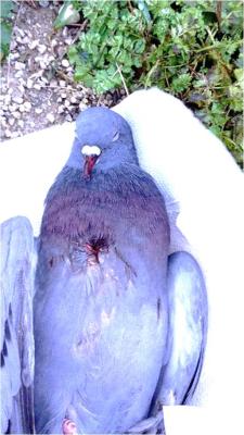 Anzeige wegen einer in München angeschossenen Taube