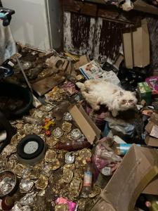 Tierschutzbund veröffentlicht Animal Hoarding-Bericht für 2024:     Trauriger Rekord mit über 8.900 betroffenen Tieren   