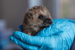 Igel in Not - Immer mehr Jungigel finden vor dem Winter zu wenig Nahrung