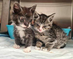 Tierärzte-Umfrage bestätigt: Schlüssel gegen Katzenleid liegt bei der Bundesregierung