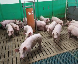 Zum Welttierschutztag:     Deutscher Tierschutzbund fordert Bundesregierung zum Handeln auf