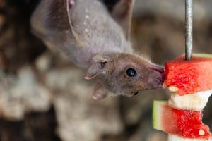 Nilflughunde sind keine Haustiere – Haltung exotischer Tiere bleibt ein Risiko für Tierschutz und Gesundheit