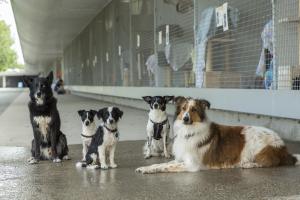 Bundeshaushalt droht Tierheime im Stich zu lassen